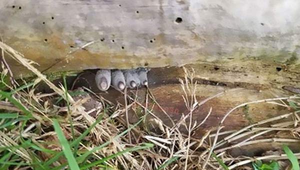 гриб в виде ноги