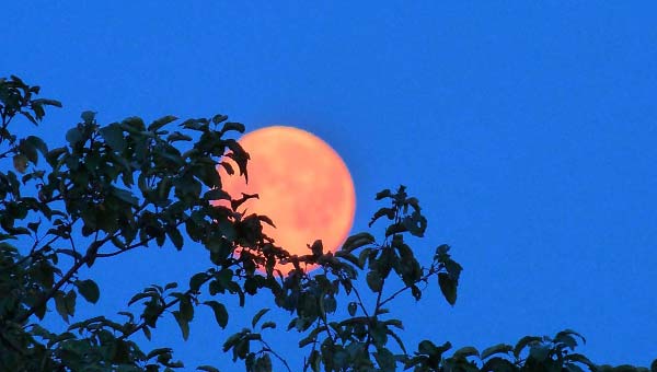 Кровавая Луна