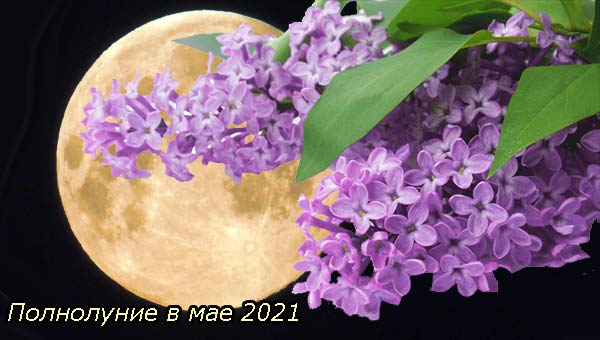 Луна и сирень