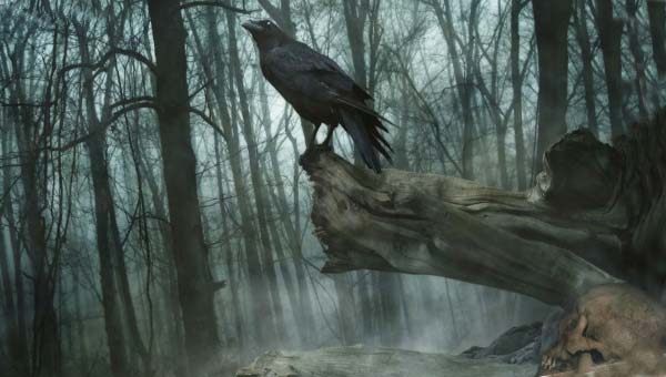 ворон на ветке в темном лесу