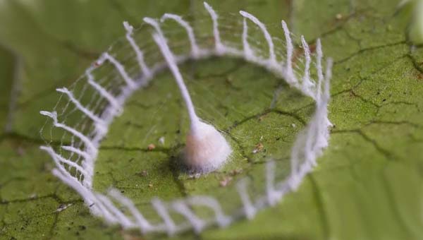 паутина Силкхендж (Silkhenge)
