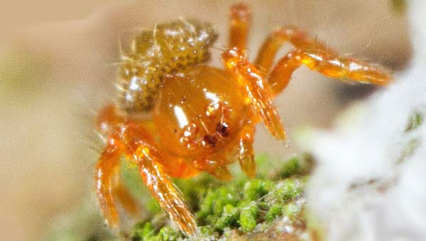 янтарный паук