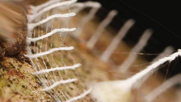 шелковое гнездо паука