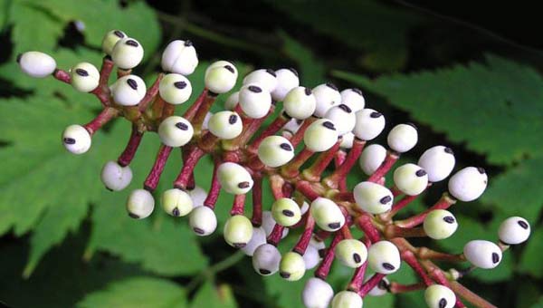 жуткое растение