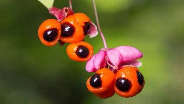 ягода убийца