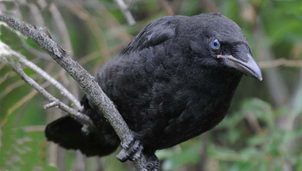 вороненок на ветке