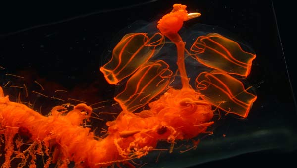 сифонофоры фото