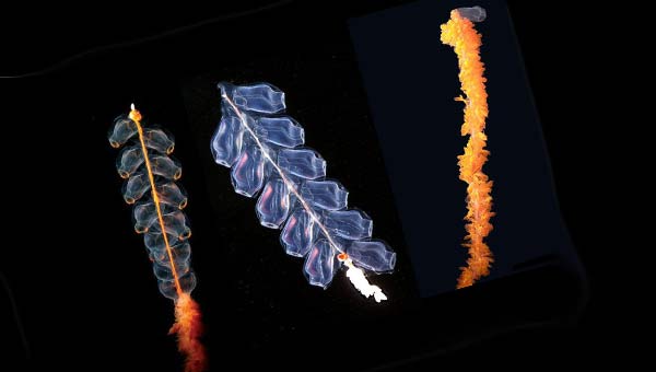 строение тела зооидов