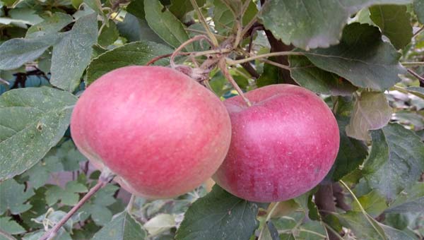 красные яблоки