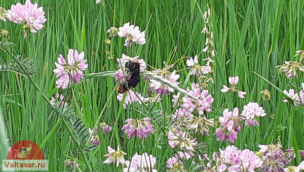 травы в поле