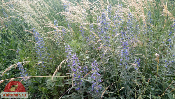 тысячелистник в поле