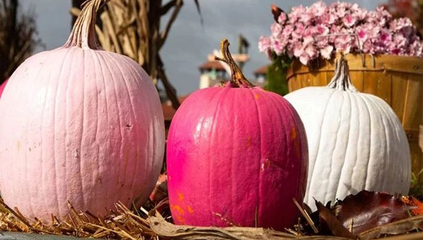 розовые тыквы