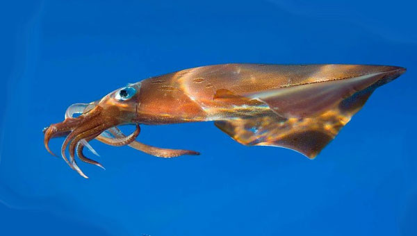 кальмар под водой