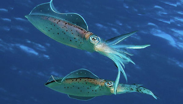 два кальмара в море