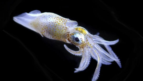 кальмар вампир