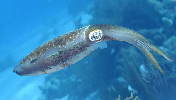 головоногий моллюск