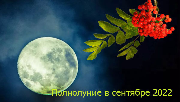 полная Луна и ветка рябины