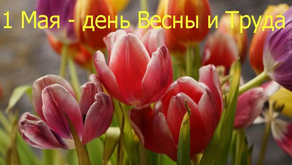 красные тюльпаны