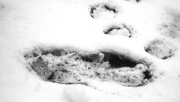 след, оставленный бигфутом