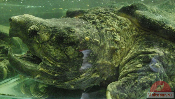 черепаха матамата