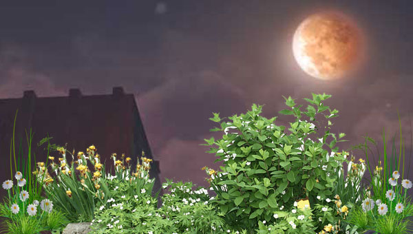 Луна в высокой траве