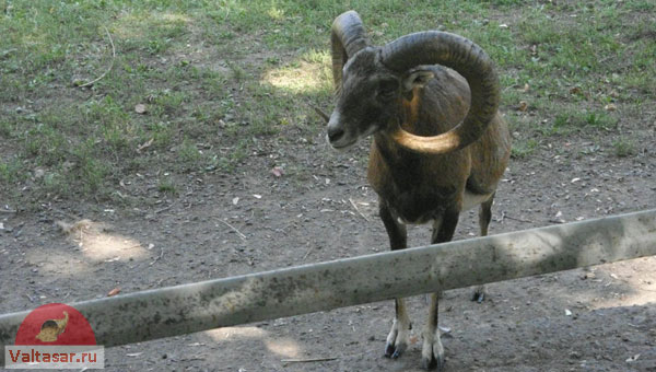 горный баран в загоне