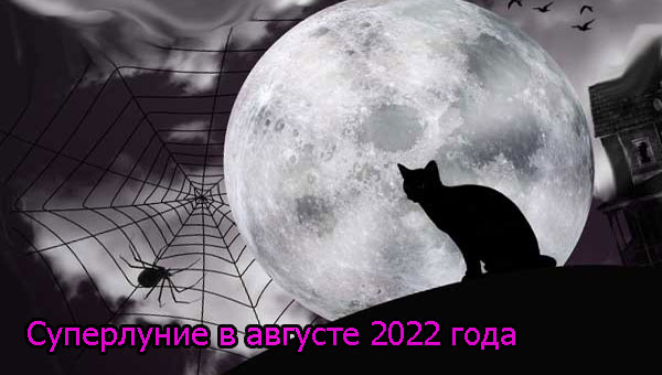 луна, паутина и кот