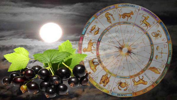 луна, смородина и зодиак