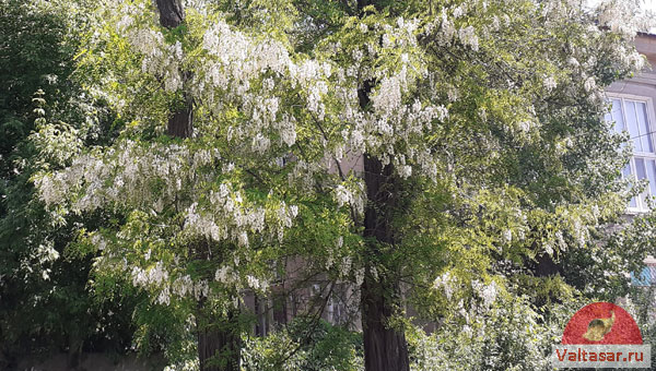белая акация