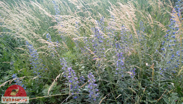 полевые растения