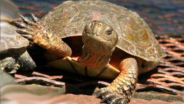 приветствие черепахи