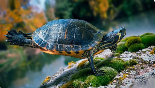 красноухая черепаха отжимается