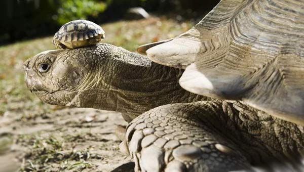 маленькая черепашка на голове у большой черепахи