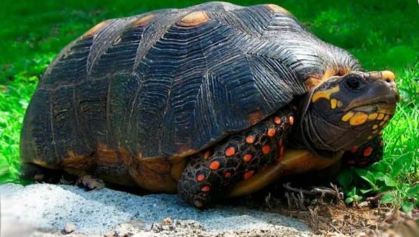 звездчатая индийская черепаха