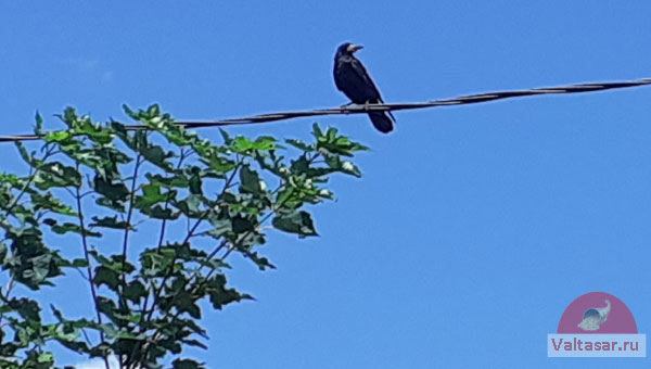 черный ворон сидит на проводе