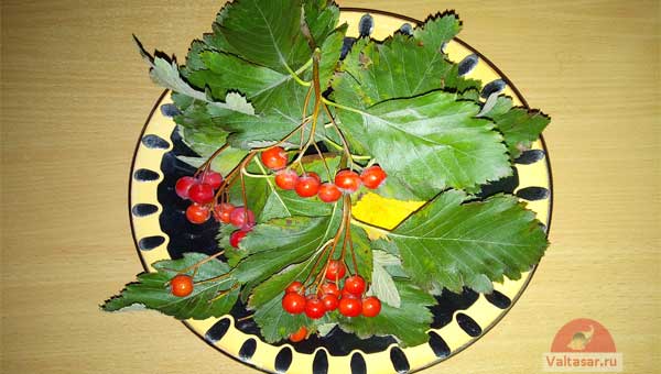 плоды боярышника