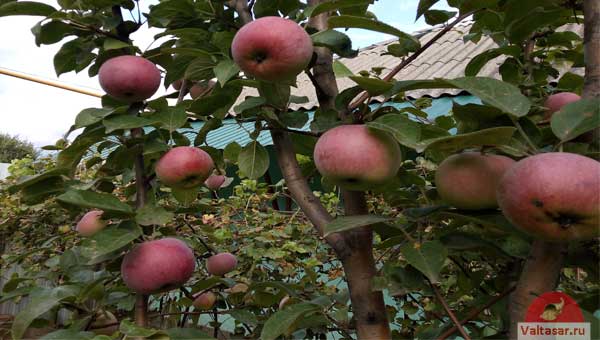 яблоня с плодами