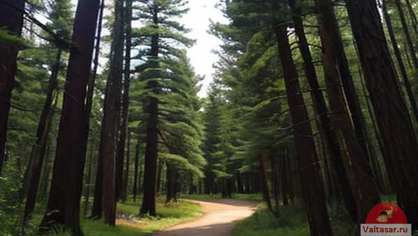 сосновый бор