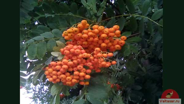 плоды рябины
