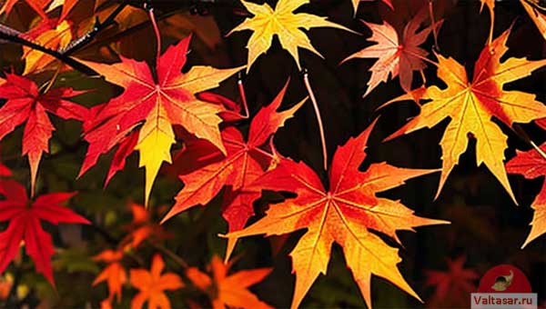 кленовые листья