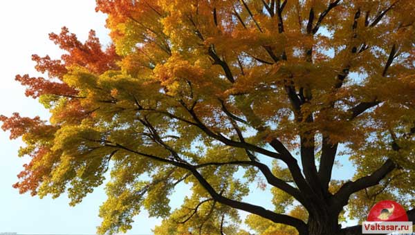 раскидистый дуб