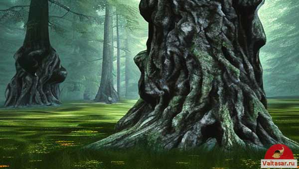 ствол дуба в лесу