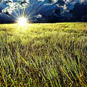 рассвет в поле