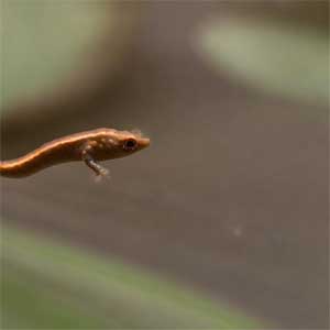 маленький головастик