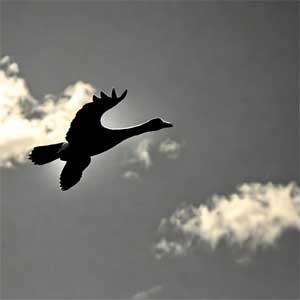 гусь в небе