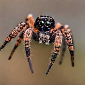 паук птицеед (птицеяд)