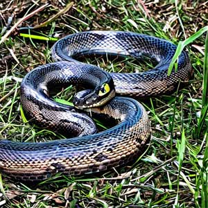 змея в траве