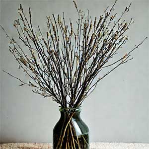 верба в банке