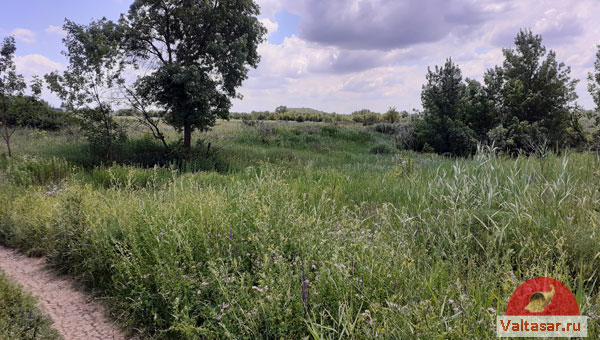 тропинка в лесу