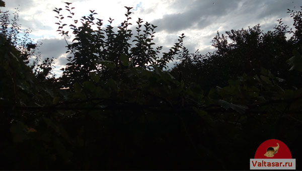 вечер в лесу